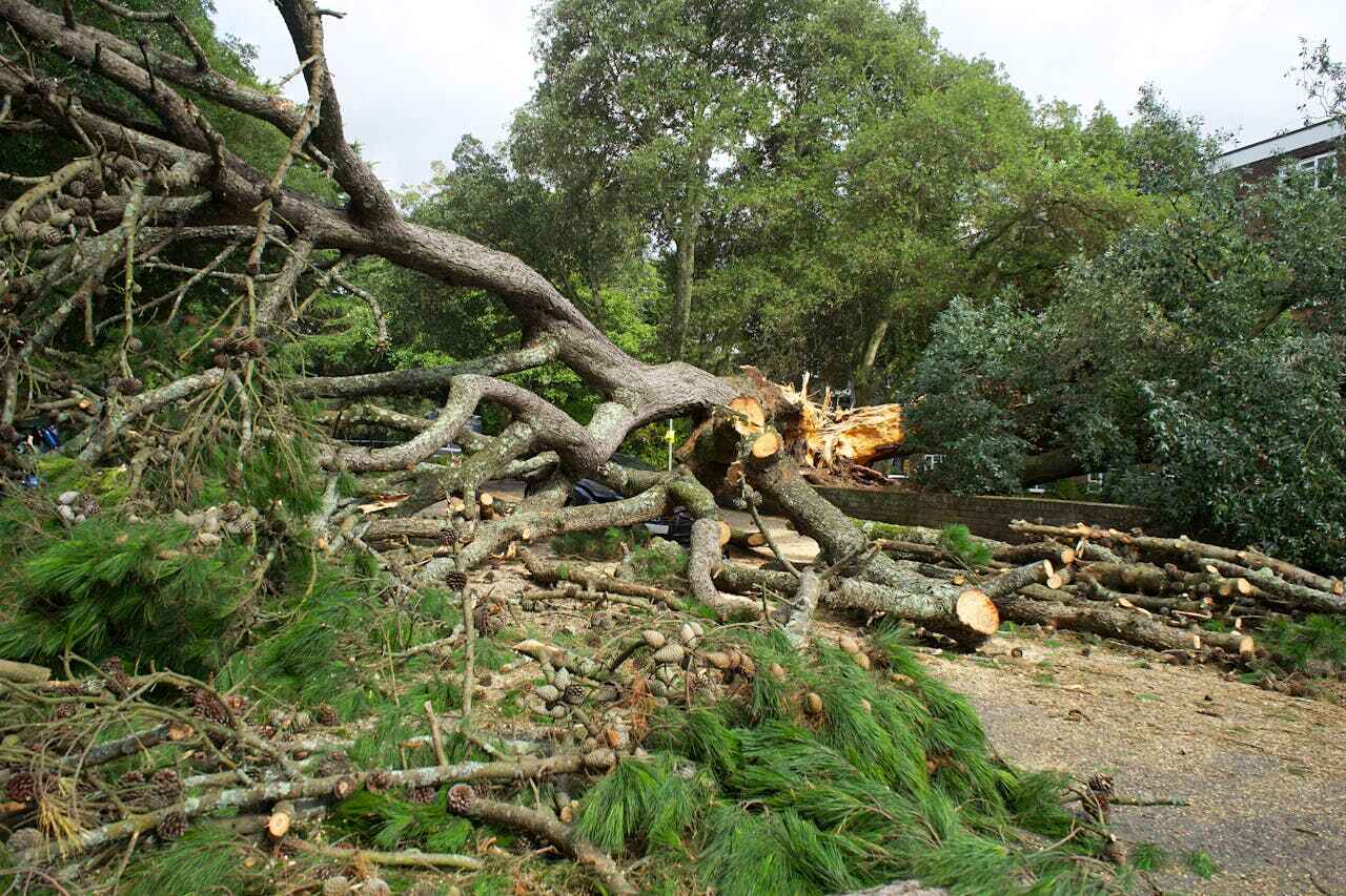 Residential Tree Removal in Knob Noster, MO